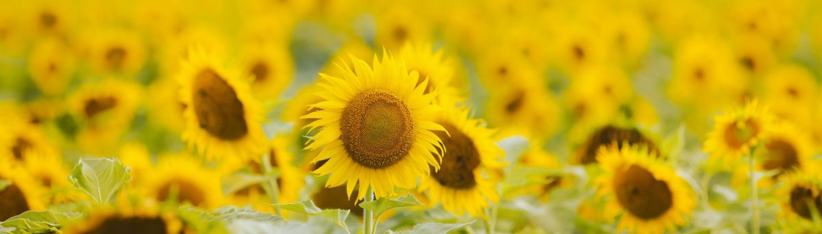 Sonnenblumen-reba-spike-unsplash