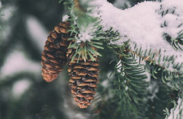 Tannenzapfen im Winter